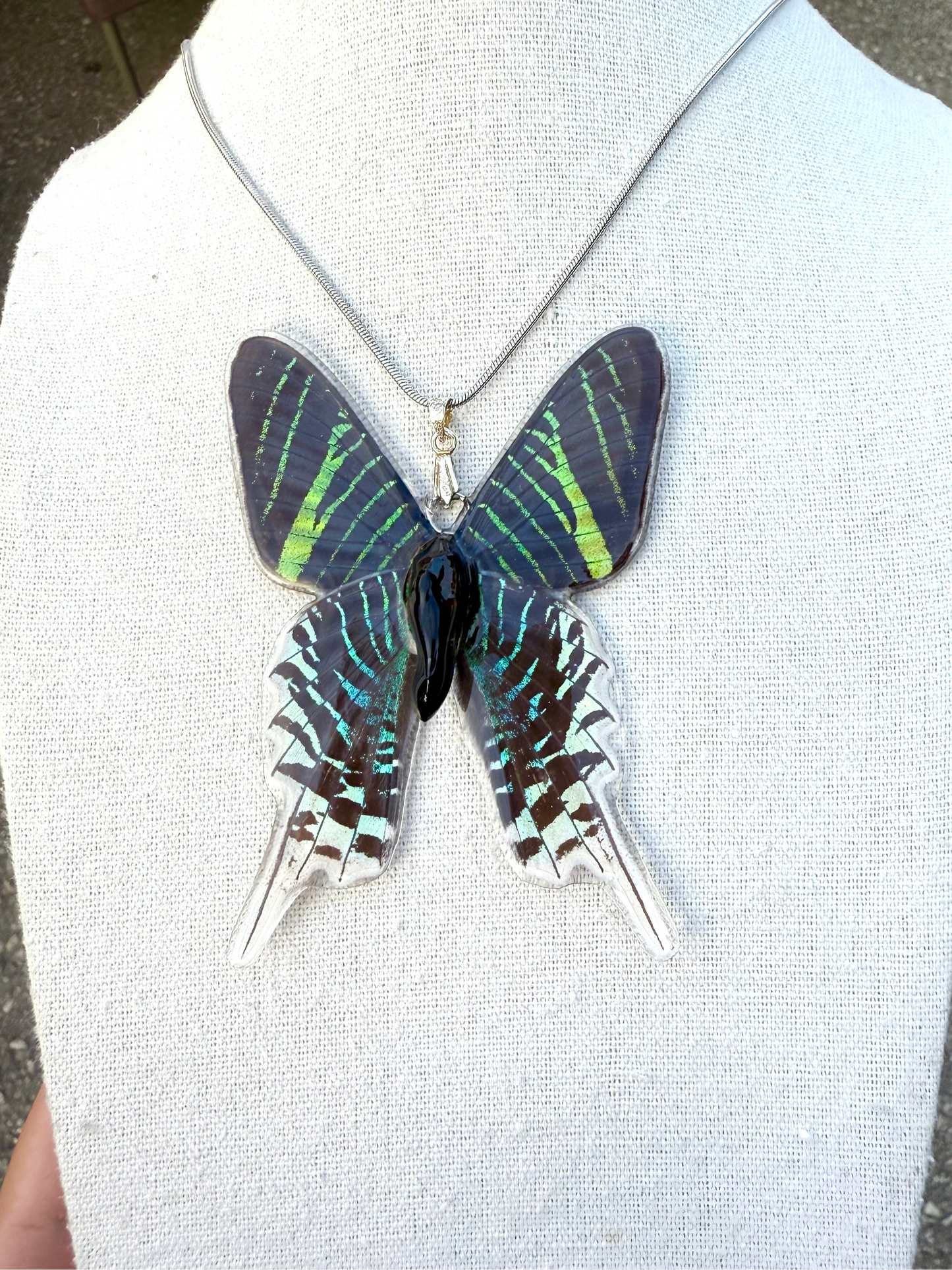 Real Urania leilus Moth Butterfly
necklace